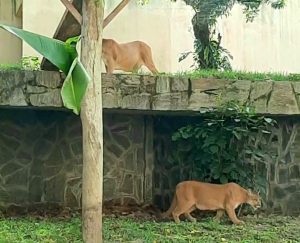 Onças pardas transferidas para o Parque Arruda Câmara estão adaptadas, diz zoológico