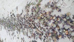 Relatório da Sudema aponta que morte de caranguejos em Pitimbu foi provocada por chuvas e salinidade nos manguezais