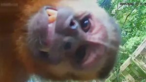 Macaco-prego na Bica faz ‘selfie’: entenda o que pode provocar interação animal com câmeras