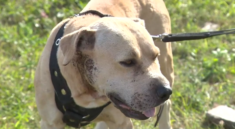 Cachorros da raça pitbull são abandonados em Campina Grande; tutores podem responder criminalmente