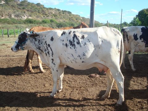 Rebanho bovino da Paraíba cresce 13% nos últimos cinco anos, diz Sebrae