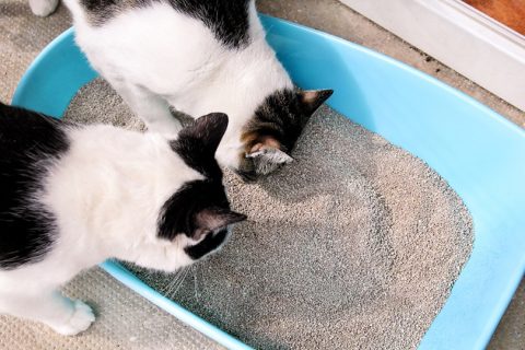 3 areias biodegradáveis que seu gato pode gostar