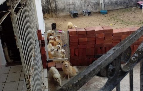 Cachorros da raça Spitz resgatados de canil aguardam Justiça para adoção