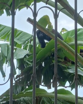 Macaco Guariba chama atenção de moradores em Sapé; espécie é ameaçada de extinção