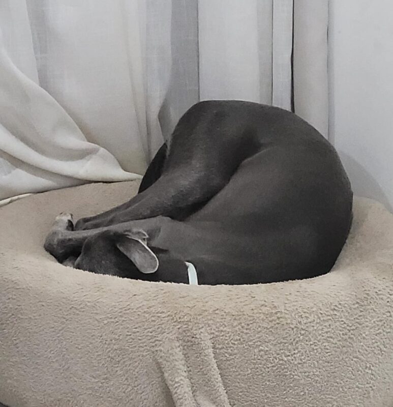 Por quê meu cachorro dorme assim?