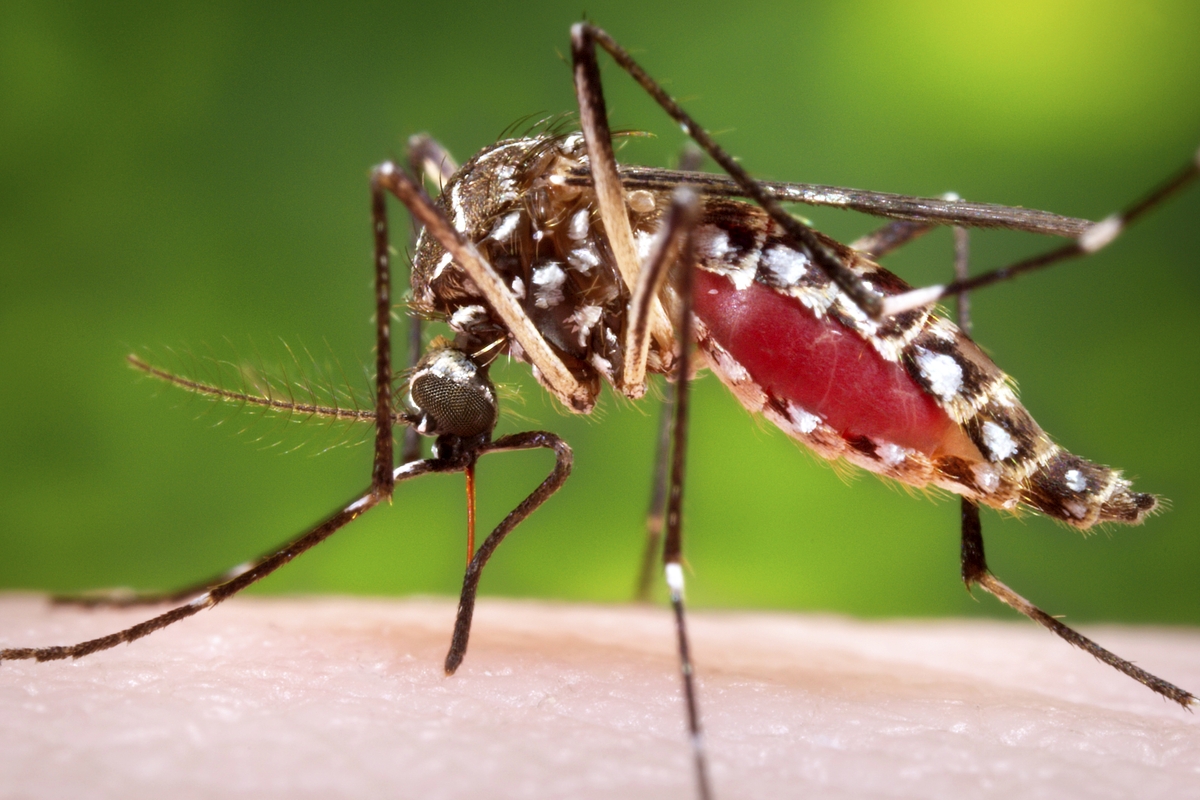 Vacinas contra dengue no Brasil
