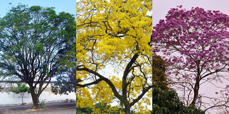 Votação popular vai escolher árvore símbolo de João Pessoa; saiba como participar
