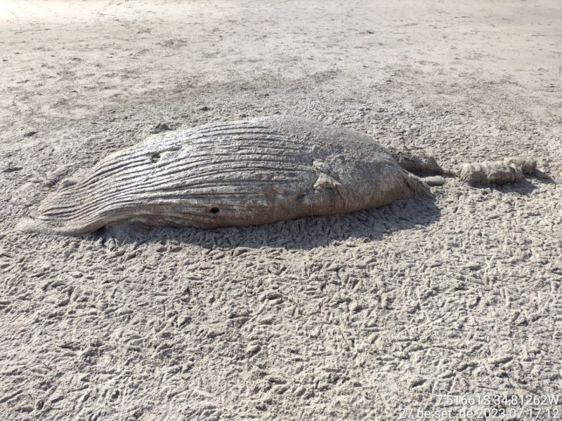Carcaças de cachalote e baleia-jubarte são encontradas em praias da Paraíba