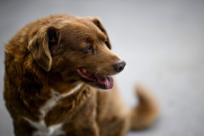 Morre Bobi, o cão mais velho do mundo