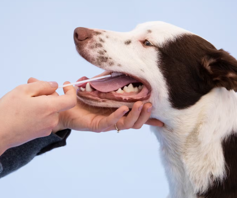 Teste de DNA para cães: o impacto da genética na saúde dos animais