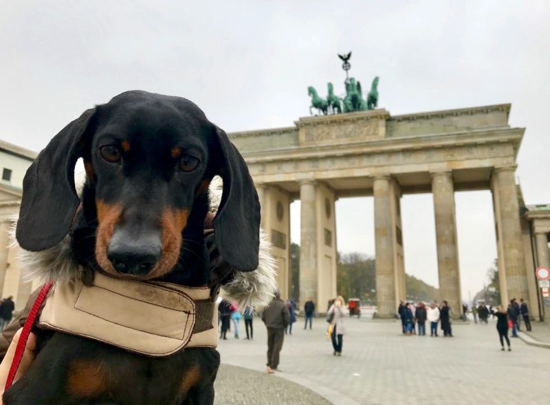 Vida de cão na Alemanha: regras que melhoram a qualidade da vida canina