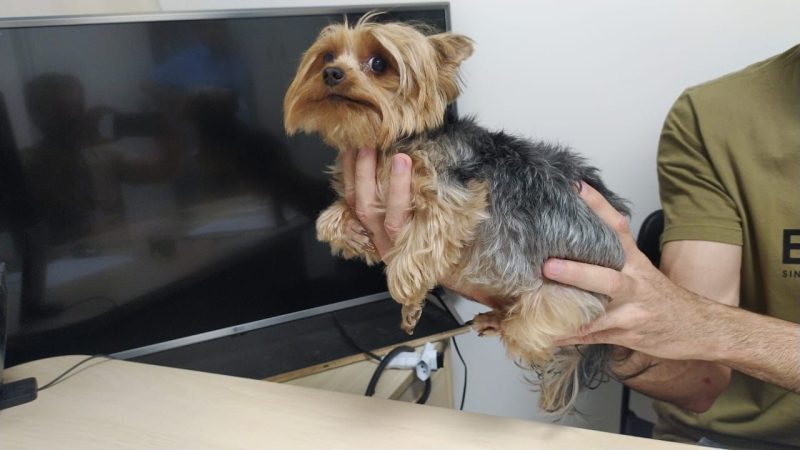 Cachorra roubada no Distrito Federal é encontrada no Aeroporto de João Pessoa