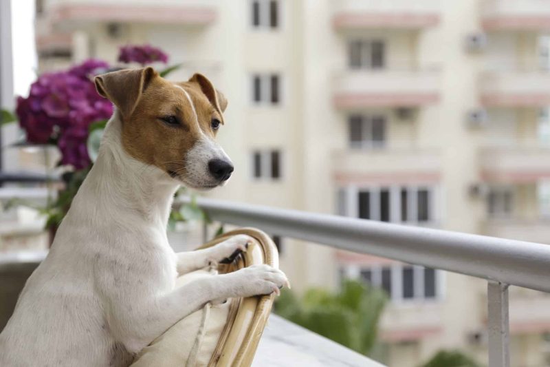 O que diz a lei sobre a permanência de cães em condomínios