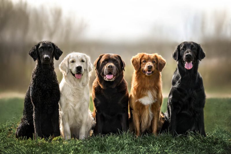 Raças de cachorro: Veja as 10 mais famosas do mundo!