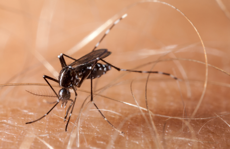 Casos prováveis de dengue em 2024 na Paraíba superam os registrados em todo o ano de 2023