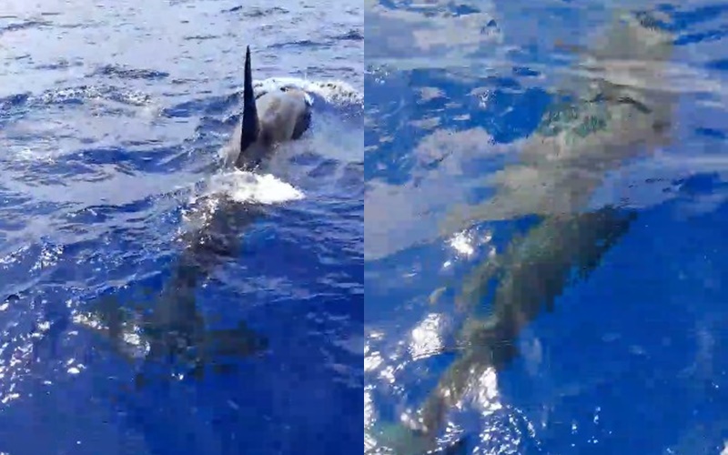 Orcas em João Pessoa? Especialistas divergem sobre mamíferos marinhos avistados perto da costa