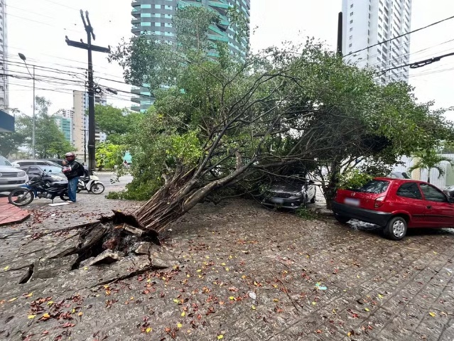 Tempestade e ventania derrubaram pelo menos 82 árvores em João Pessoa