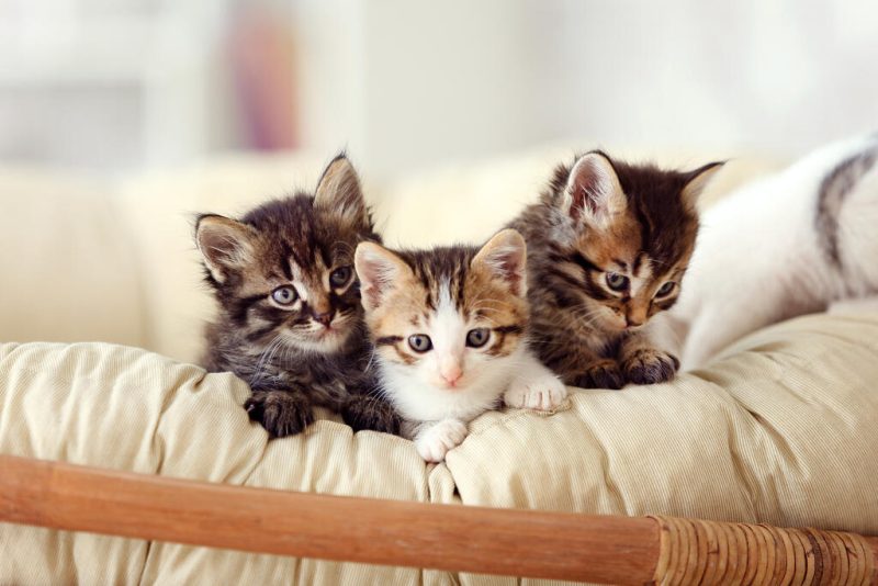Raças de gatos: descubra as variedades e seus temperamentos