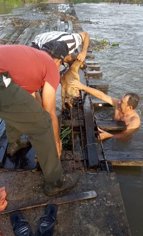 VÍDEO: Cachorro é resgatado por moradores após cair de ponte no Sertão da PB